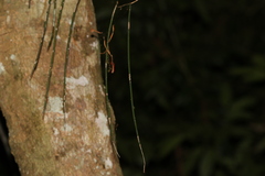 Dendrobium teretifolium