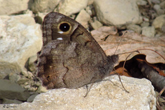 Hipparchia statilinus