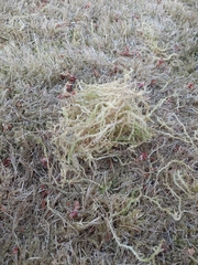 Rhytidiadelphus squarrosus