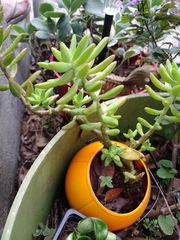 Pachysedum