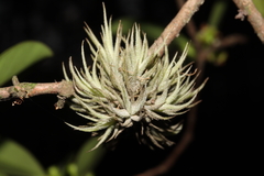 Tillandsia tricholepis