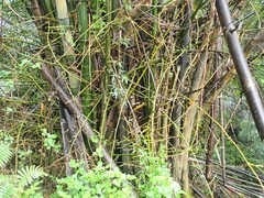 Bambusa stenostachya