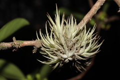 Tillandsia tricholepis