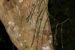 Dendrobium teretifolium