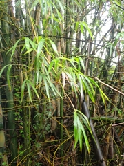 Bambusa stenostachya