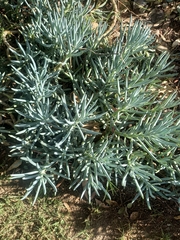 Suaedoideae