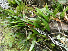Pyrrosia confluens