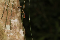 Dendrobium teretifolium