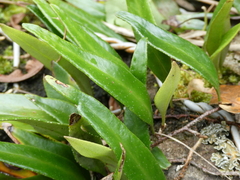 Pyrrosia confluens