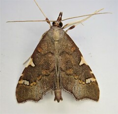 Deana hybreasalis