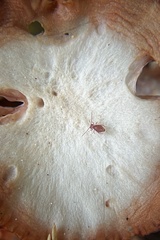 Ptenothrix