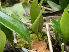 Pyrrosia confluens