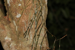 Dendrobium teretifolium