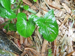 Typhonium roxburghii