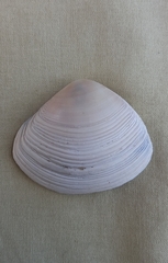 Austromactra rufescens