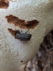 Bolitotherus cornutus