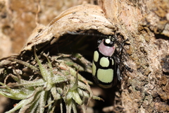 Omophoita octoguttata