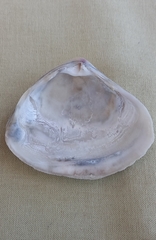 Austromactra rufescens