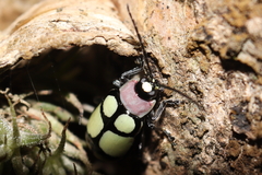 Omophoita octoguttata