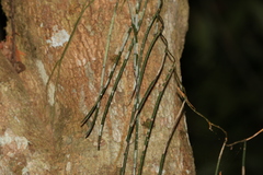 Dendrobium teretifolium