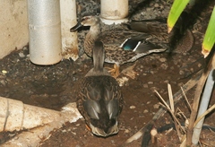 Anas platyrhynchos × wyvilliana