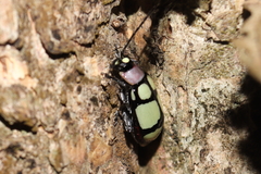Omophoita octoguttata