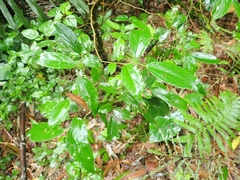 Celtis tetrandra