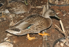 Anas platyrhynchos × wyvilliana
