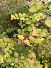 Symphoricarpos occidentalis