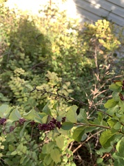 Symphoricarpos occidentalis