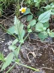 Bidens pilosa