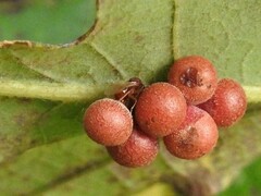 Andricus dimorphus