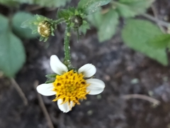 Bidens pilosa