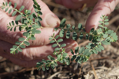 Phyllanthus abnormis