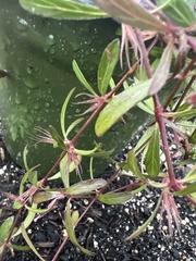 Dyschoriste angusta