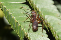 Camponotus rufipes