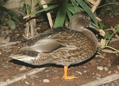 Anas platyrhynchos × wyvilliana