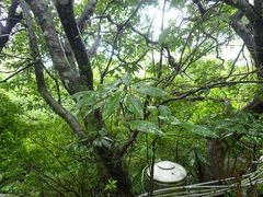 Lindera megaphylla