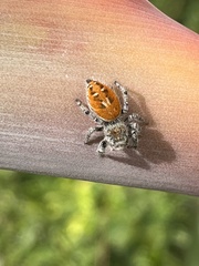 Phidippus adumbratus