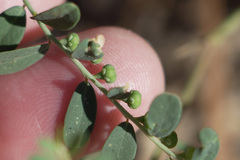 Phyllanthus abnormis