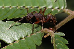 Camponotus rufipes