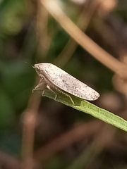 Curtara insularis