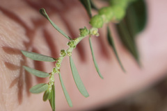 Phyllanthus abnormis