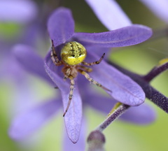Araneus albotriangulus