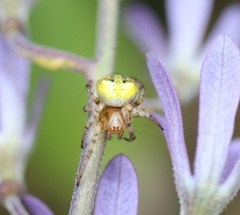 Araneus albotriangulus