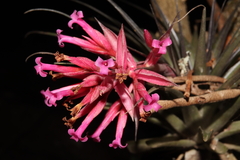 Tillandsia geminiflora