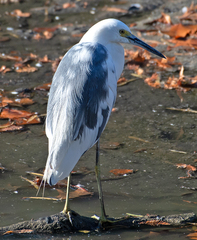 Egretta caerulea × thula