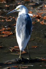 Egretta caerulea × thula