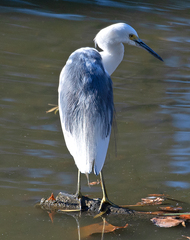 Egretta caerulea × thula