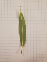 Salix amygdaloides